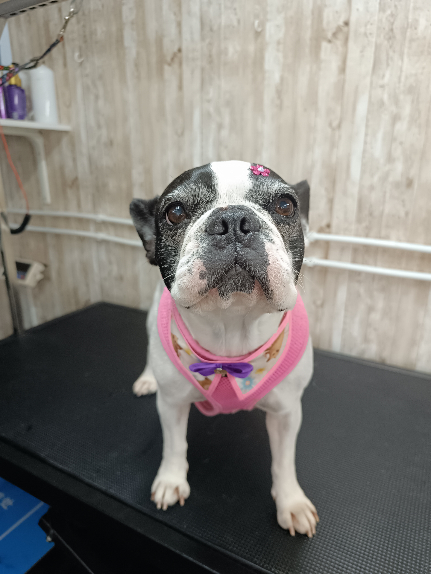 Bulldog francês pronto após o banho e tosquia
