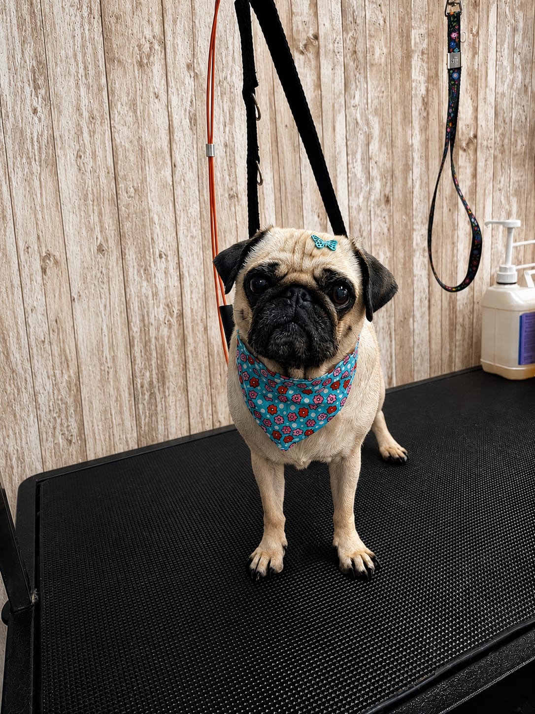 Pug na mesa de grooming do Hotel Patudo