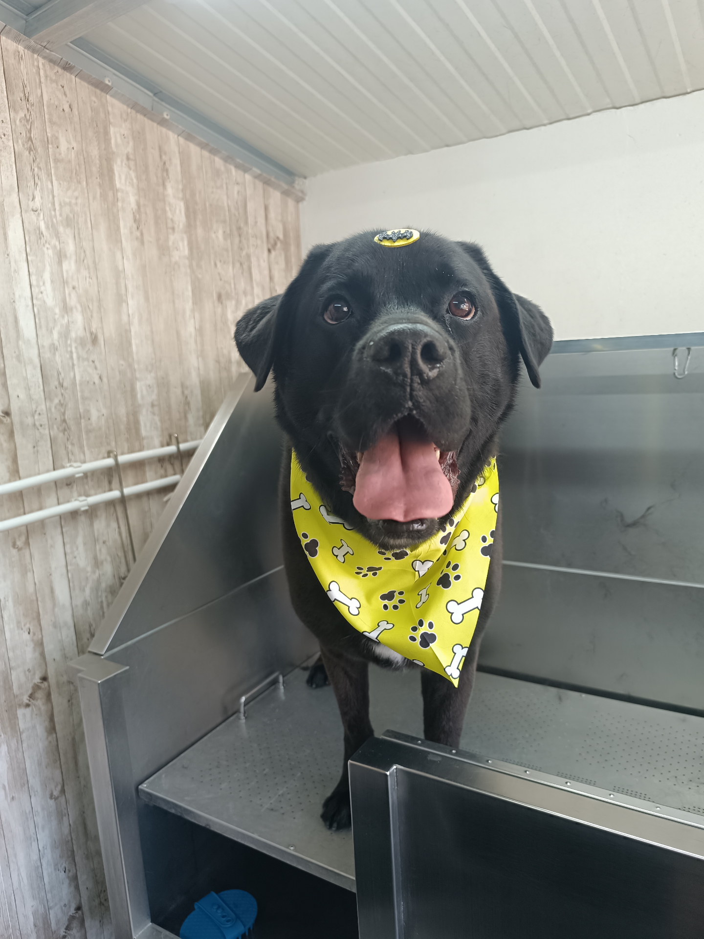 Labrador preto com bandana amarela após o banho