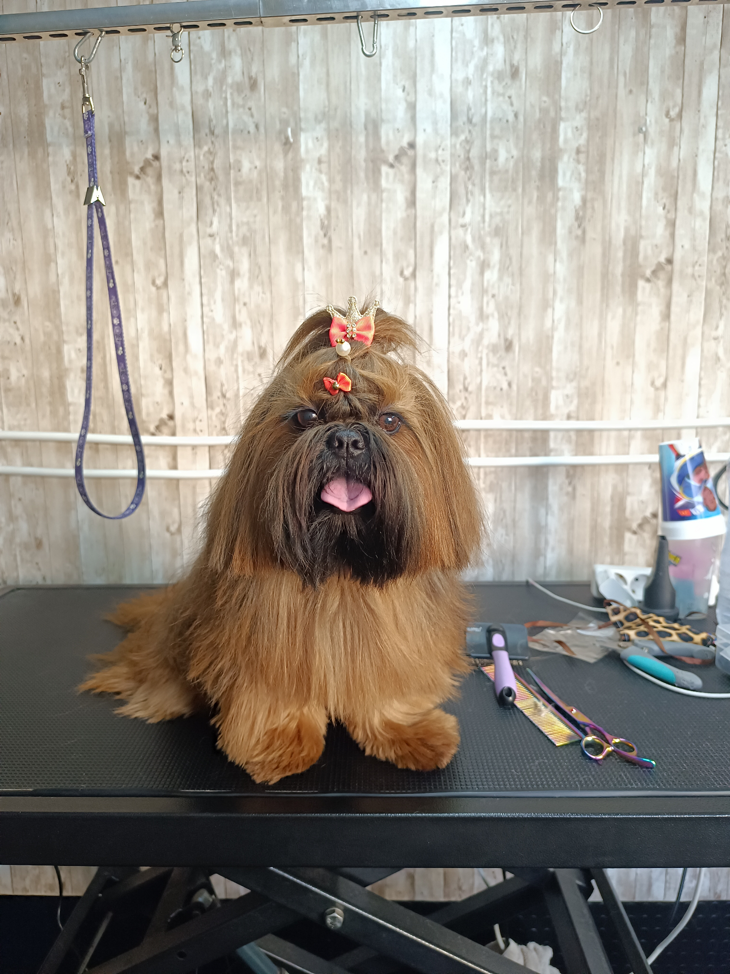 Shih Tzu com laço após a tosquia no Hotel Patudo