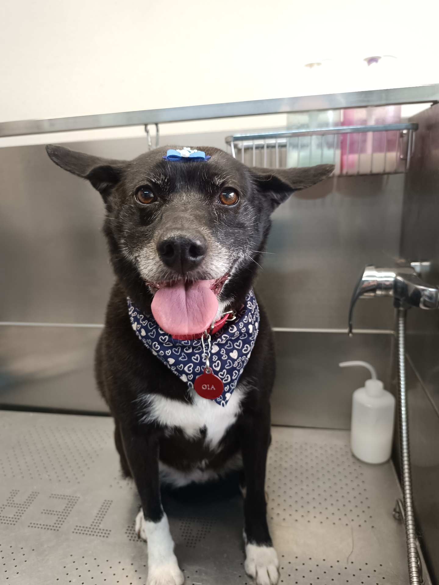 Cão preto com bandana azul após o banho